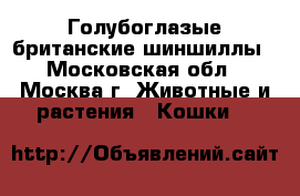 Голубоглазые британские шиншиллы - Московская обл., Москва г. Животные и растения » Кошки   